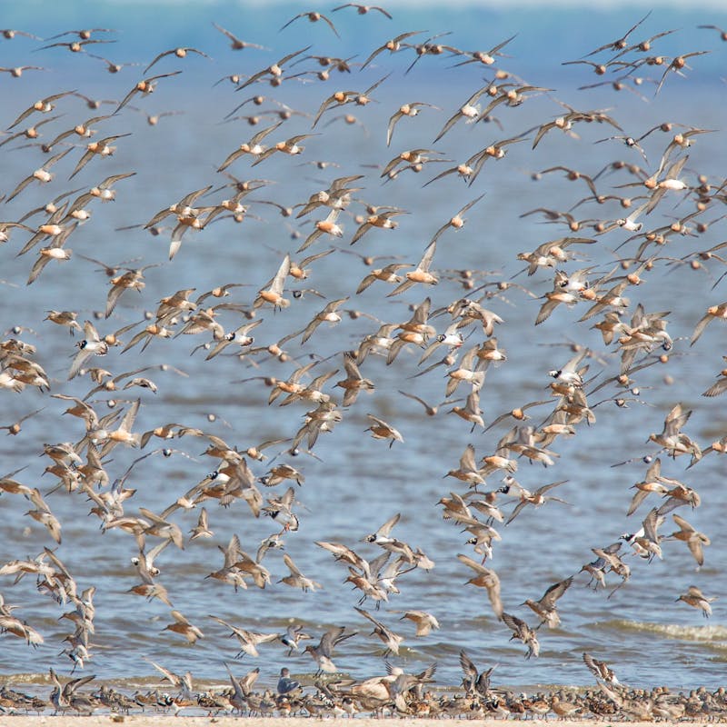 Spring migration of red knots, Delaware Bay